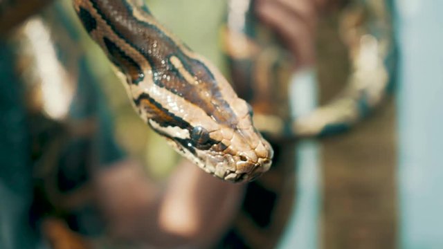 Close up of the head of a Burmese Python being held by a young tourist in Vietnam with a roll focus