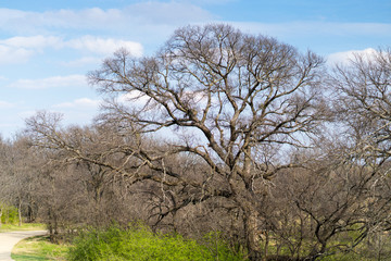 Fototapeta premium Spring Park on a sunny afternoon in Texas