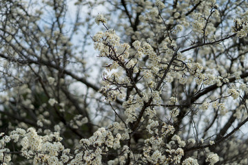 White flowers on a tree in the spring afternoon in a city park