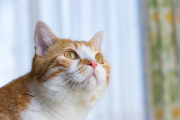 凛々しい茶白ネコ