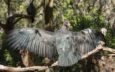 king vulture spreads wings wide and postures for you