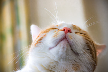 ぐっすり眠る茶白ネコ