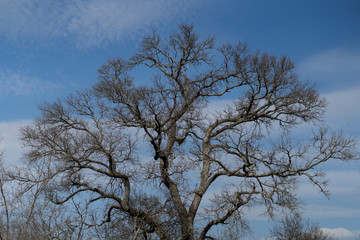 Tree branches against a cloudy sky in the spring afternoon
