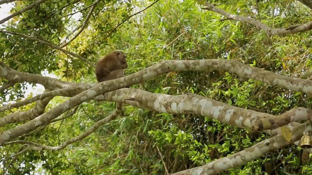 Among branches of trees is a monkey and gnaws food. On trunk of a plant in green leaves is a small primacy, which lapidates gnawing prey alone.