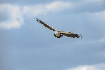 Vulture flying in the sky