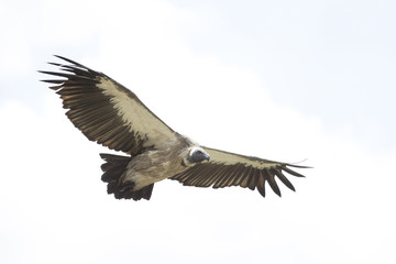 Fototapeta na wymiar Vulture flying in the sky