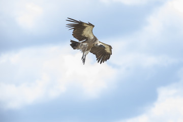 Vulture flying in the sky