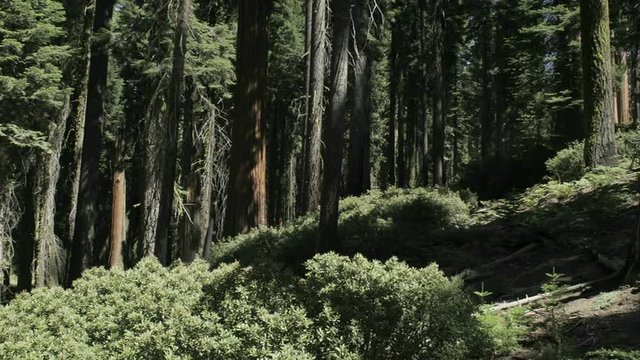 Trees cast shadows in time lapse in a forest.
