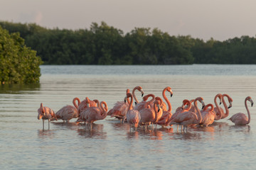 Pink flamingos family at dawn , they gather before setting off to start their day in the river 