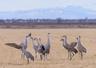 Migrating Greater Sandhill Cranes in Monte Vista, Colorado