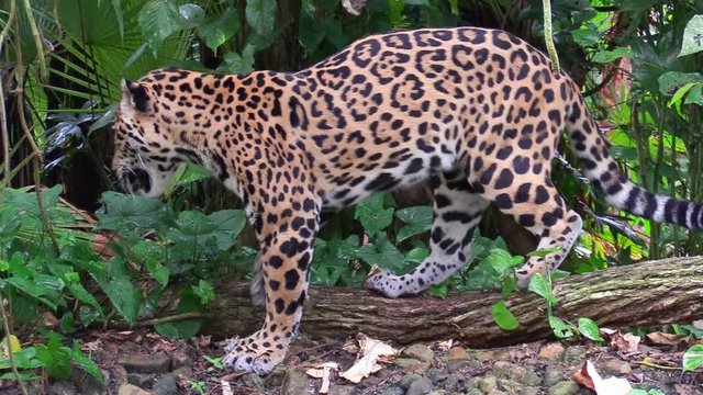 A beautiful jaguar walks through a river in the jungle.