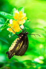 Yellow butterfly on flower. Birdwing, Golden Birdwing