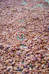 coffee beans drying in the sun