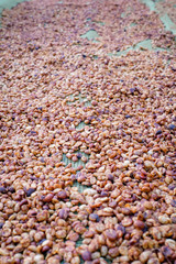 coffee beans drying in the sun