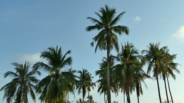 Beautiful tropical coconut palm tree on sky background
