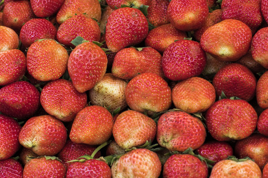 The garden strawberry is a widely grown hybrid species of the genus Fragaria, collectively known as the strawberries.The fruit is widely appreciated for its characteristic aroma, bright red color.