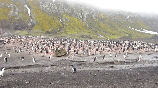 Chinstrap penguin rookery at Baily Head on Deception Island in Antarctica. 