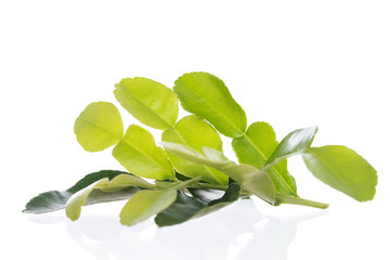 Green leaf, Bergamot leaf isolated on white