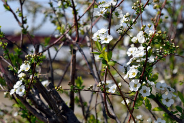 春の訪れ ユキヤナギの白い花