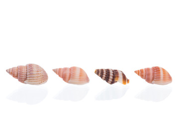 Seashell isolated on white