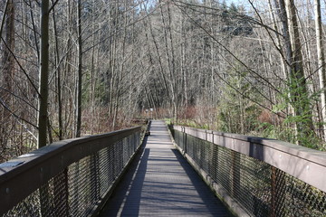Boardwalk in the woods