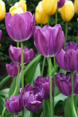 Close up of Long stem purple tulips with yellow tulips in the background at the Central Park Conservatory Garden