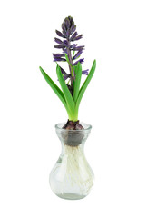  Purple hyacinth growth in spring isolated on white background