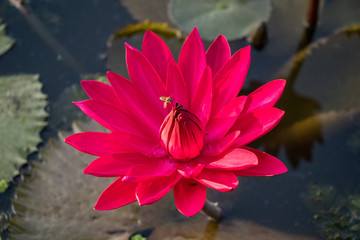 Pink Waterlily orLotus Flower