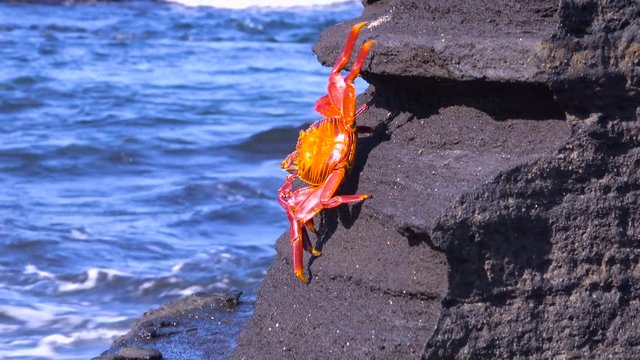 Bright red Sally Lightfoot crab climbs a rock in the Galapagos Islands.