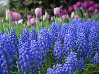 Grape hyacinth flowers in the garden and purple tulips in the background at the Central Park Conservatory Garden