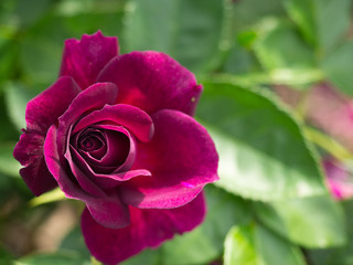 Magenta rose in bloom in the Brooklyn Botanical garden