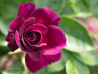 Sun shine’s on a magenta rose in the Brooklyn Botanical Garden