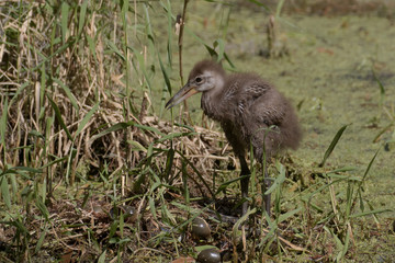 Limpkin chick exploring the flora filled marsh water