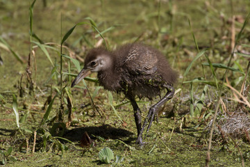 Limpkin chick exploring the flora filled marsh water