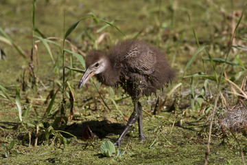 Limpkin chick exploring the flora filled marsh water