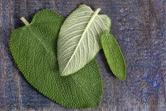 alternative medicine matico plant leafs in Ecuador