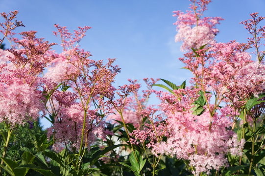 Pink flowers of Rodgersia pinnate in  bloom against the blue sky.