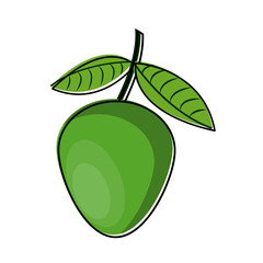 genip fruit isolated vector illustration graphic design