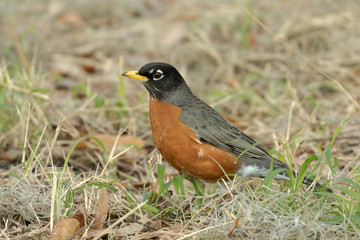 America robin searching for a meal in the grass