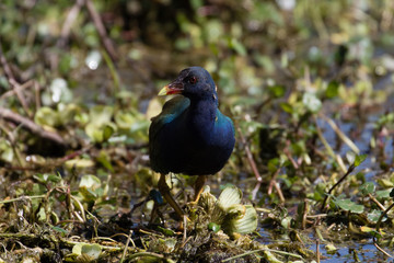 Purple gallinule exploring the marsh