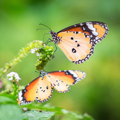 Monarch Butterfly on a Flower.