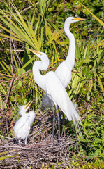 Great Egret Family