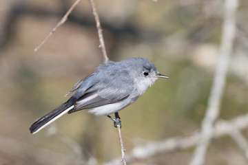 Small gray gnatcatcher perched on a branch