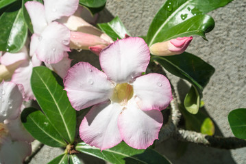 Adenium obesum is one of the most popular species of plants in Thailand. Because of beautiful and sweet name and tolerate the drought very well