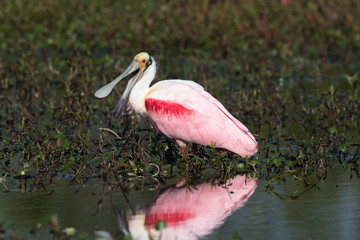 Roseatte spoonbill feeding and preening in the flora filled marsh water
