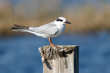 Common Tern perched on a dock pylon