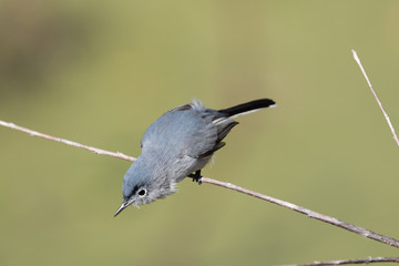 Small gray gnatcatcher perched on a branch 