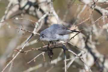 Small gray gnatcatcher perched on a branch 