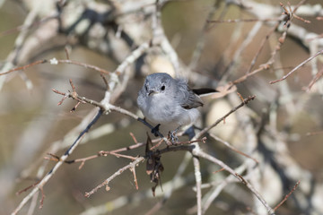 Small gray gnatcatcher perched on a branch 