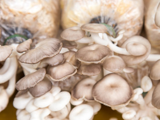 Mushroom Farm